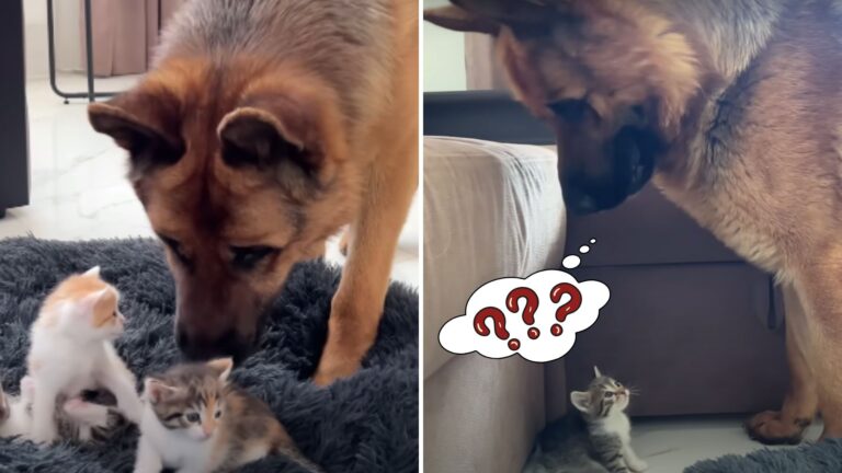 kittens in dogs bed