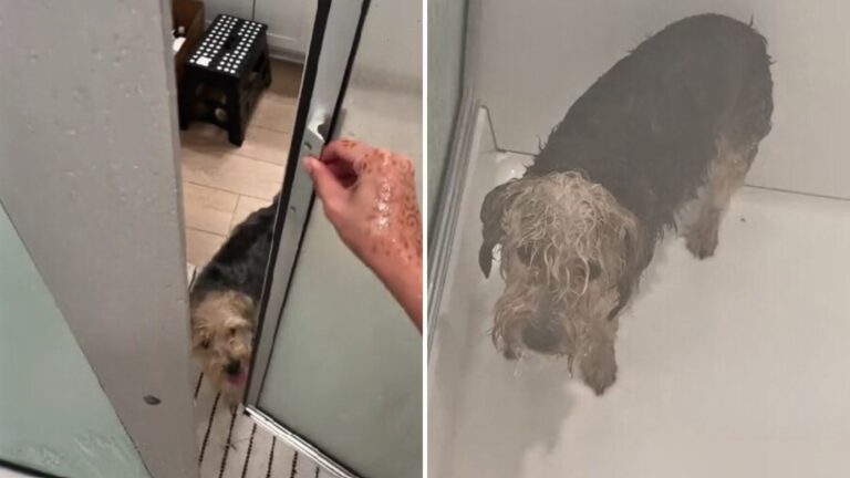 dog regrets taking a shower