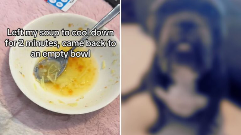 Dog Steals Soup While Owner Isn’t Looking