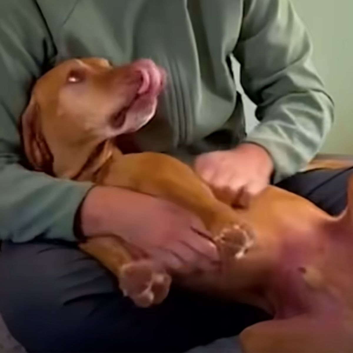 Dog laying on owner