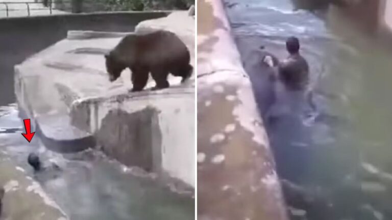 Drunk Man Fined For Animal Cruelty After Jumping Into Zoo