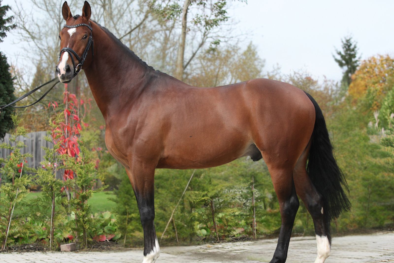 Dutch Warmblood horse