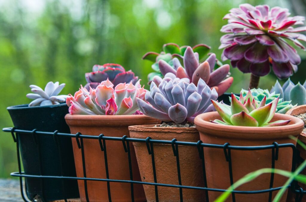 Echeveria 