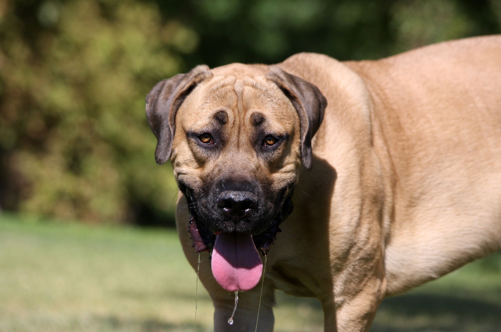 English Mastiff