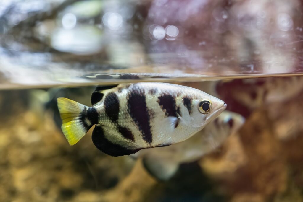 Feisty Archerfish