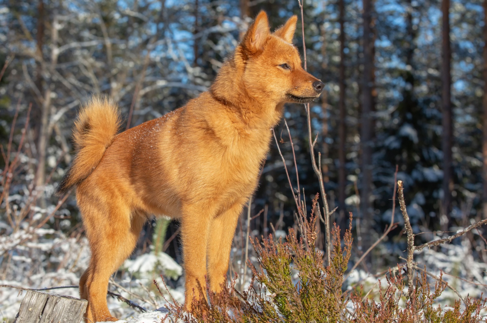 Finnish Spitz