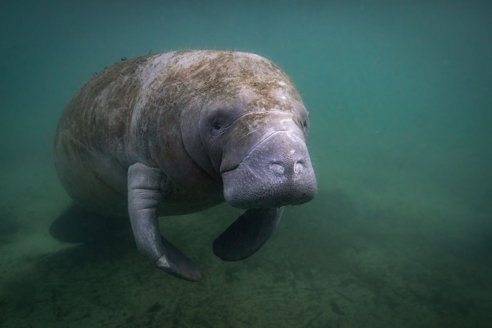 Florida Manatee