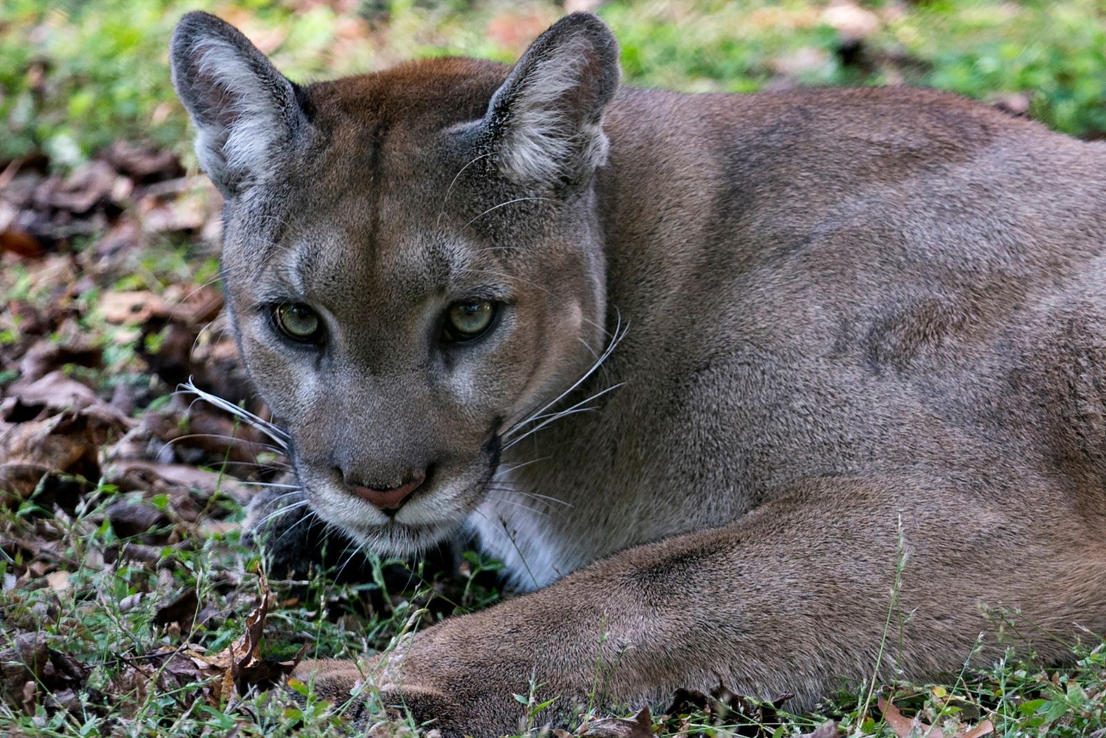 Florida Panther