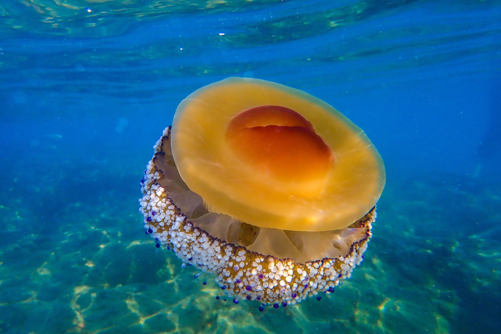 Fried Egg Jellyfish