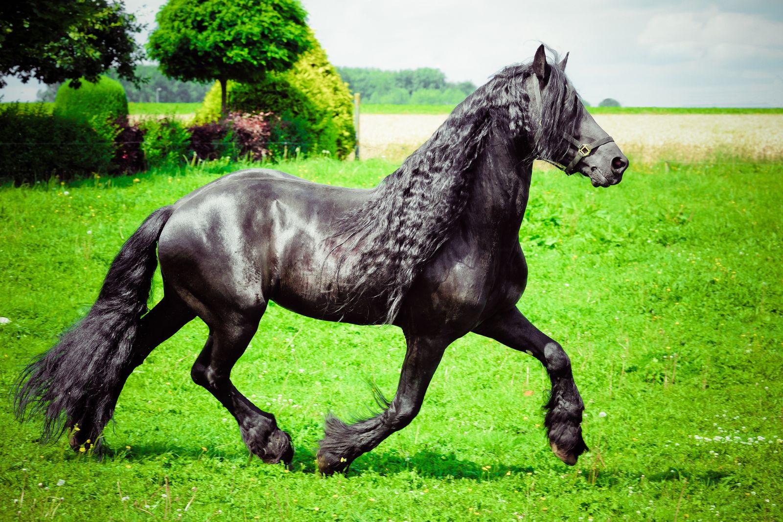 Friesian horse