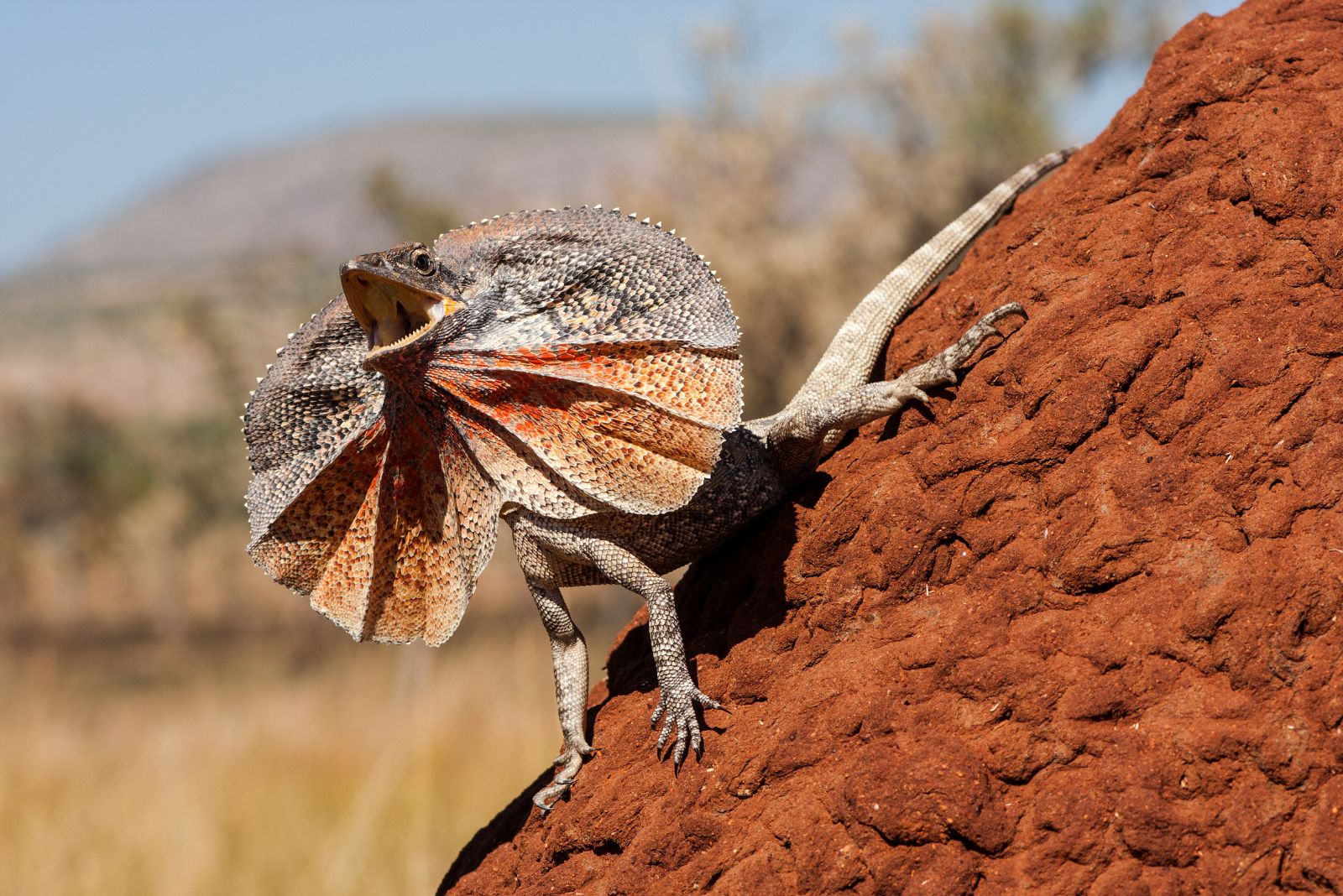 Frilled-Necked Lizard