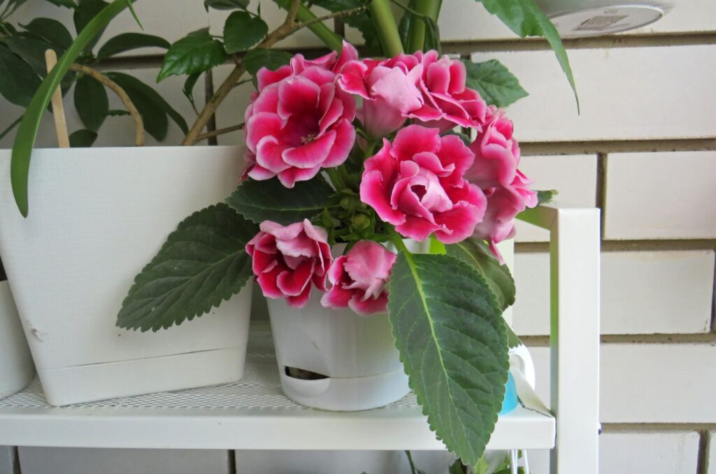 Gloxinia