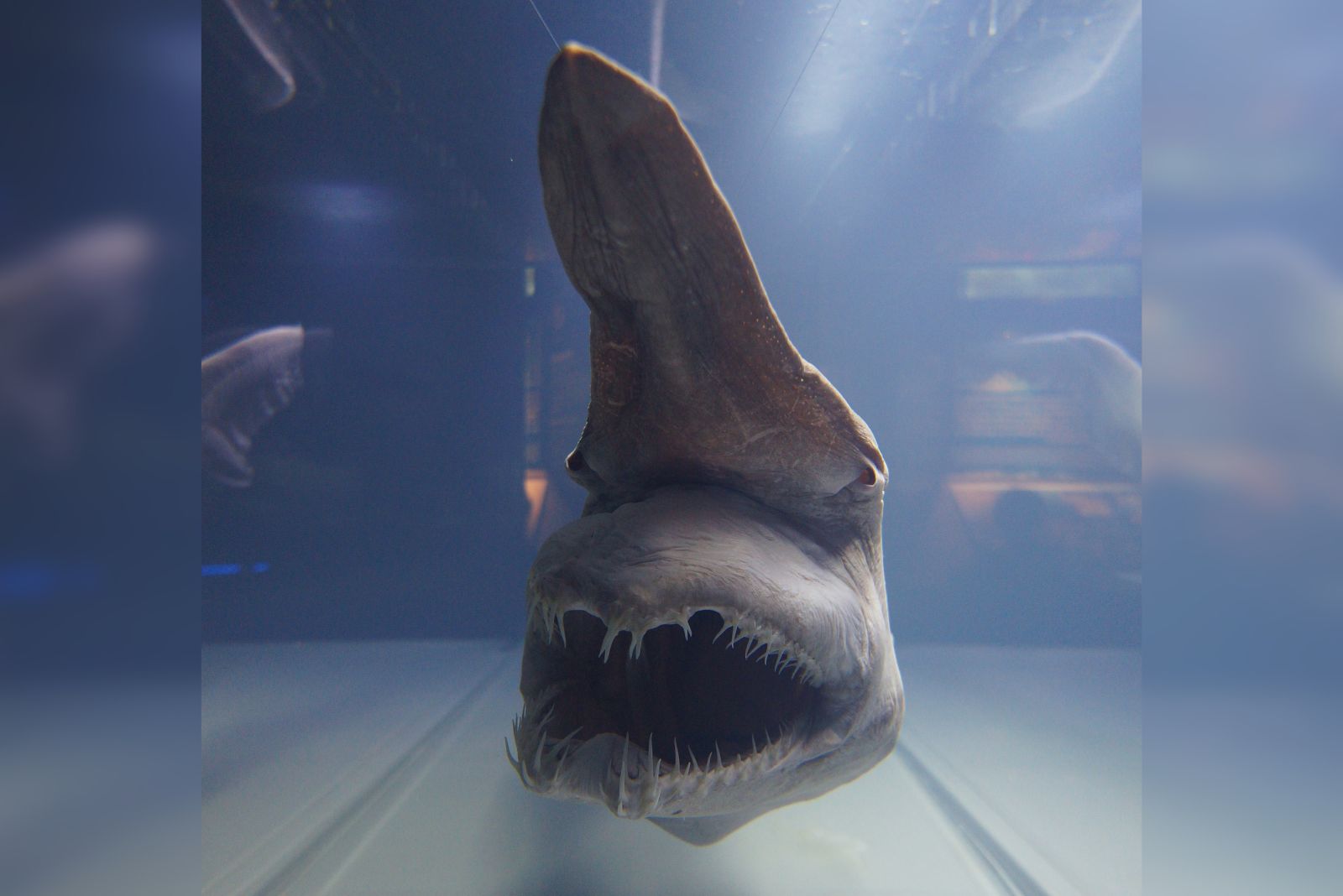 Goblin Shark