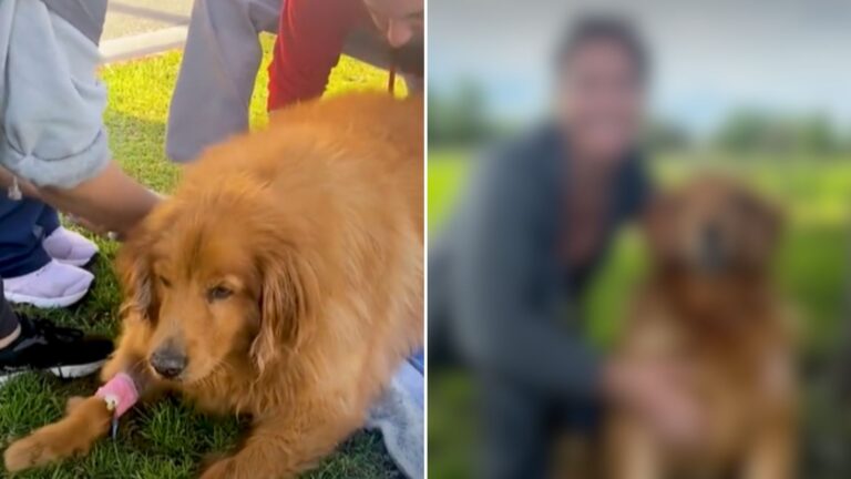 golden retriever