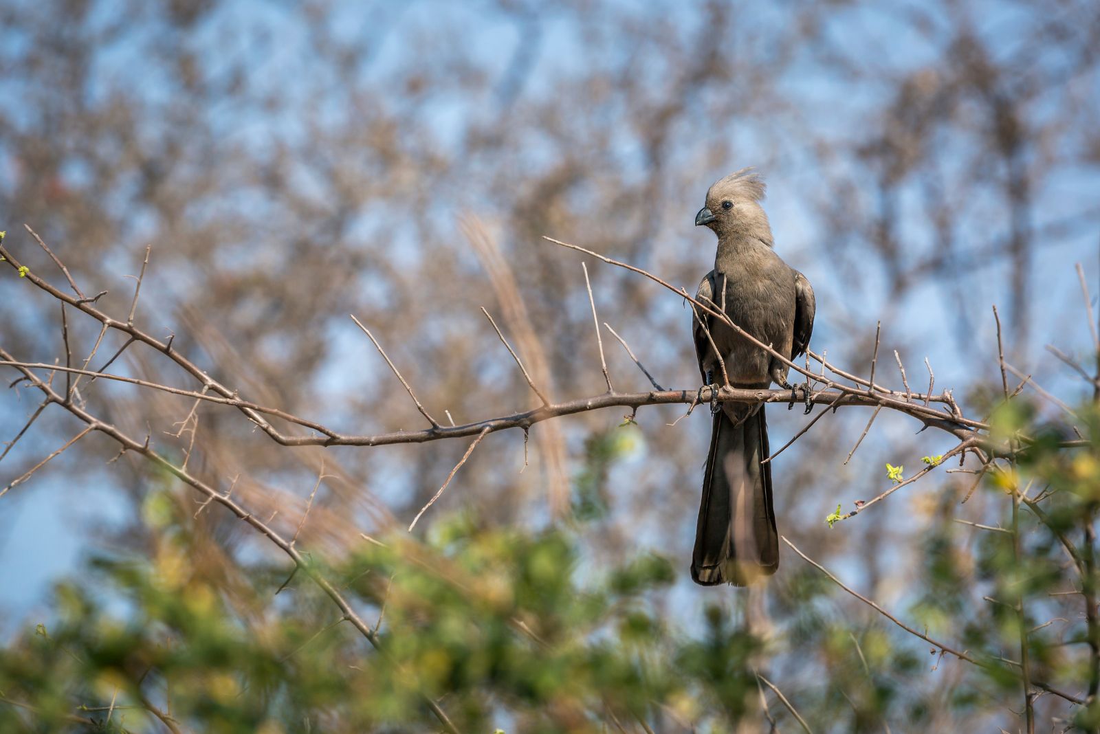 Grey Go-Away Bird