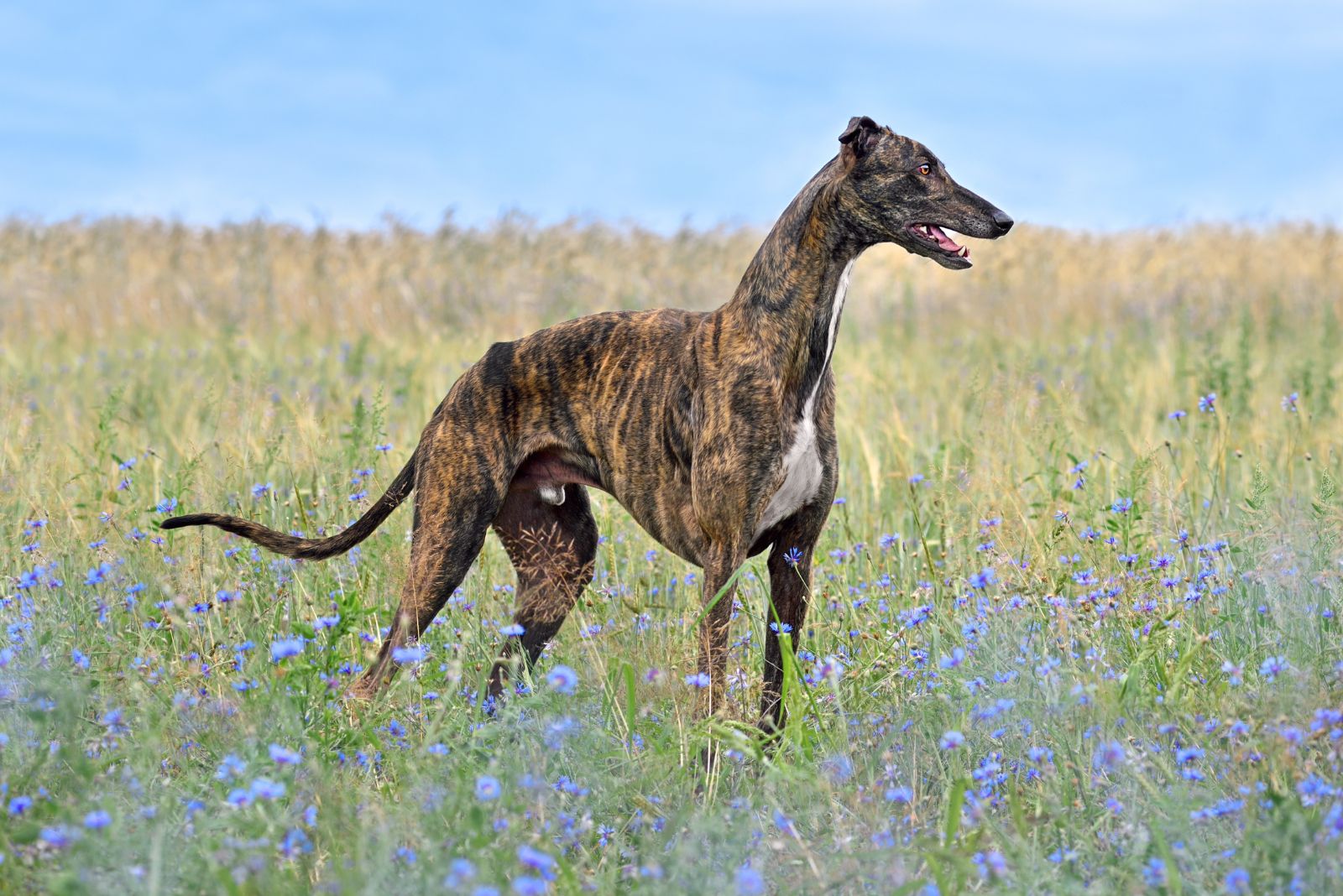 Greyhound dog