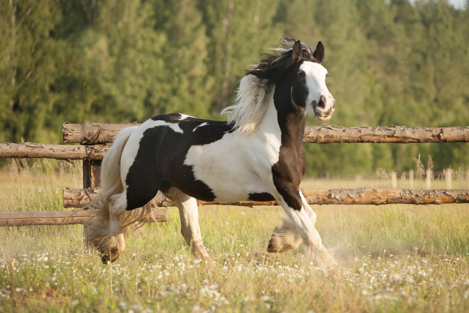 Gypsy Vanner horse