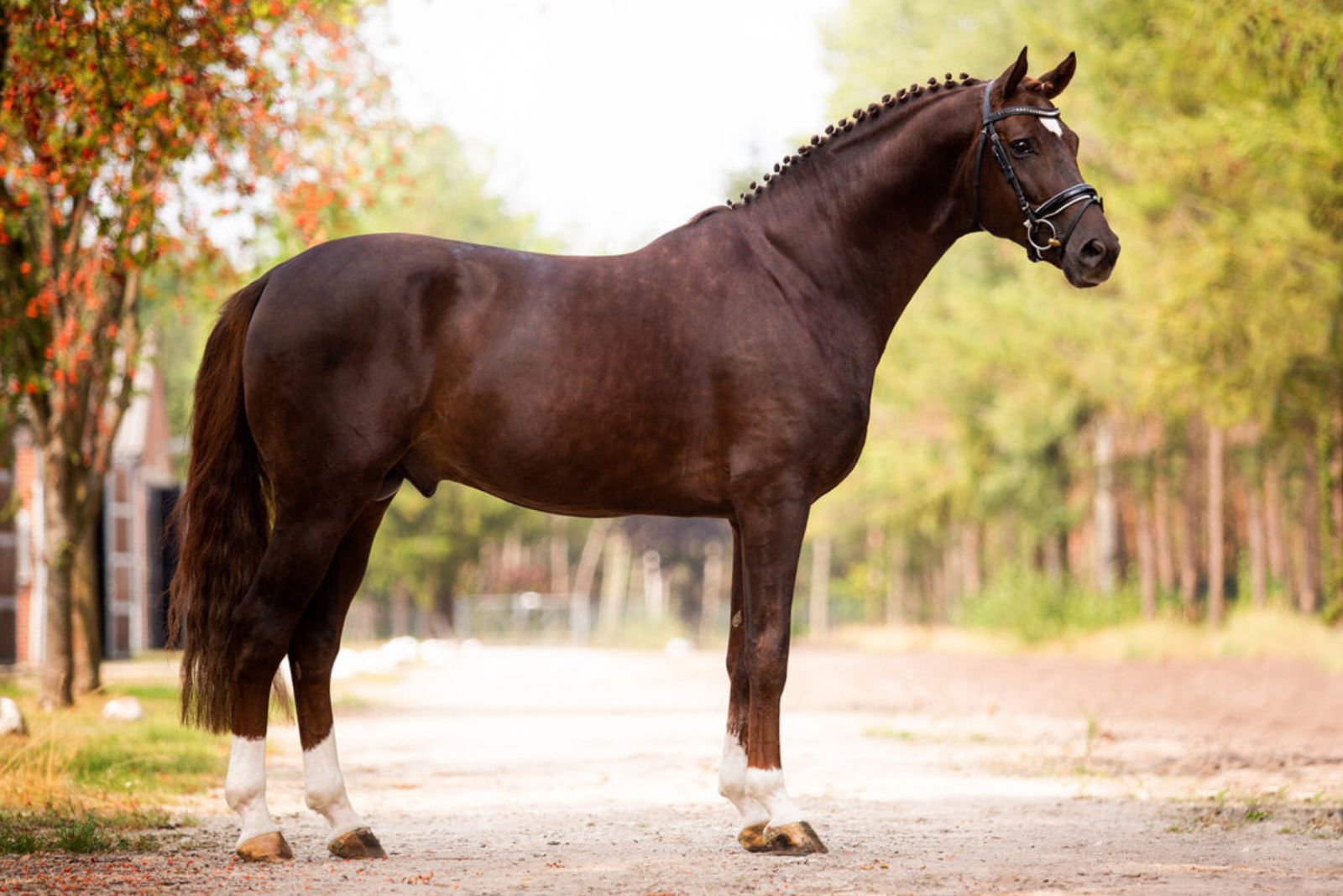 Hanoverian horse