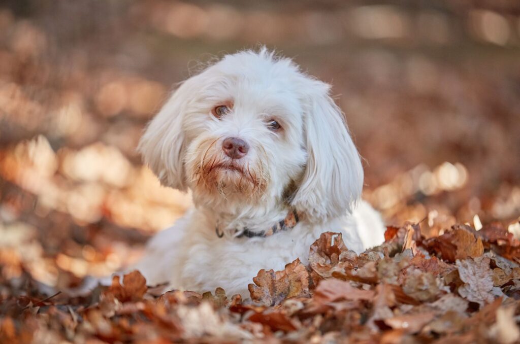 Havanese dog