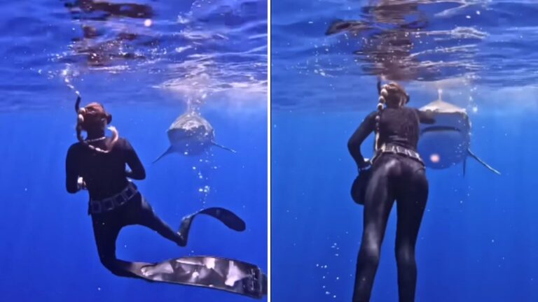 Hawaiian Diver Shows How To Handle A Shark Encounter And You Won't Believe What Happens