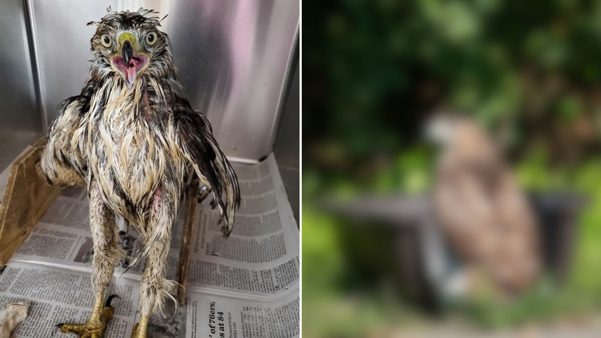 Hawk Rescued From A Pit In The Nick Of Time