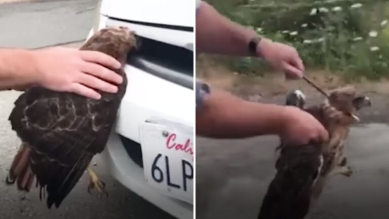 Hawk Thanks Kind People Who Helped It After Being Struck By A Car