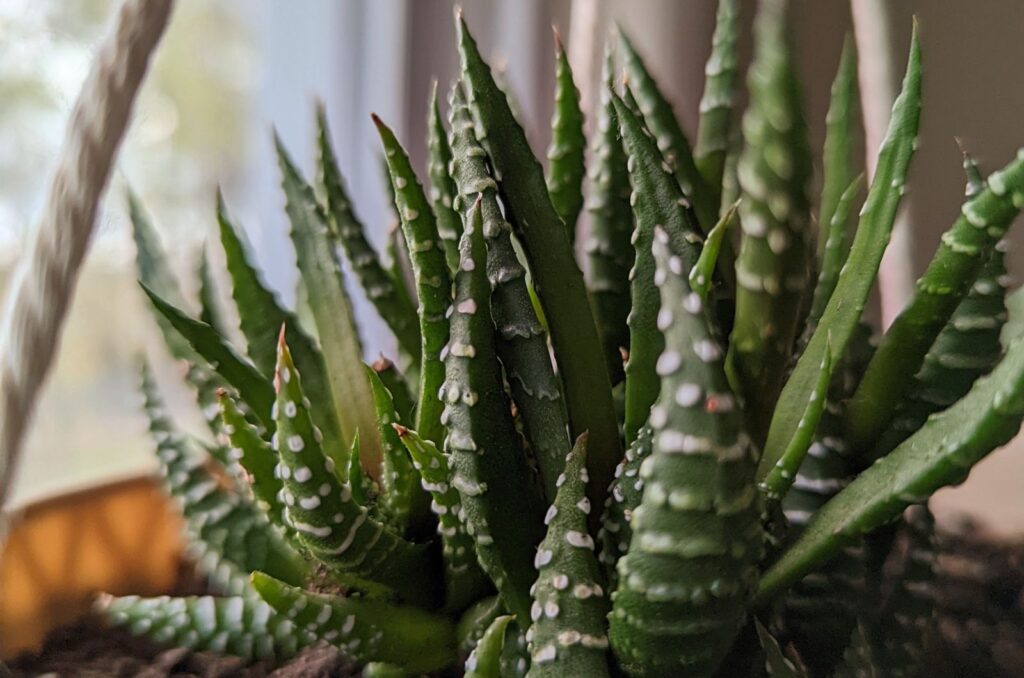 Haworthia