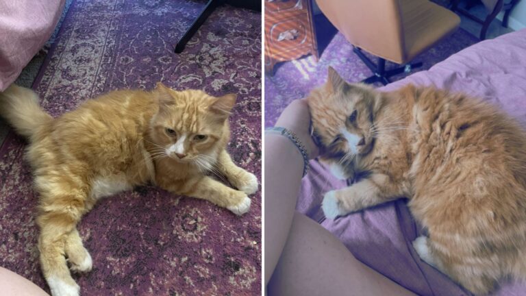 Heartbroken Woman Rescues Senior Cat Abandoned By Neighbors After They Moved Away