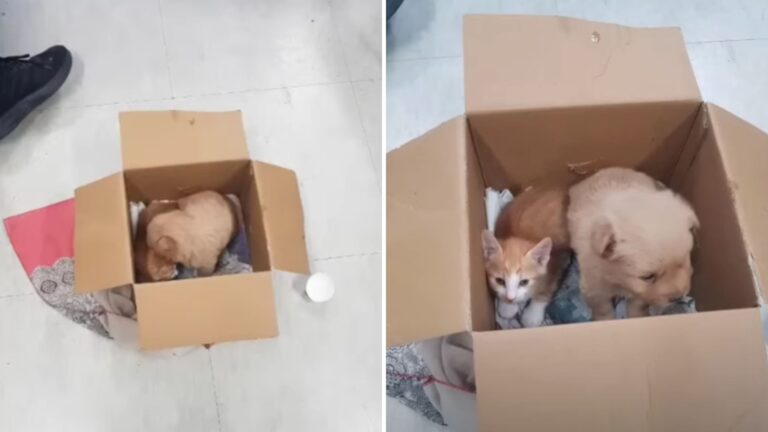 Heartless Man Abandons Kitten And Puppy In A Box