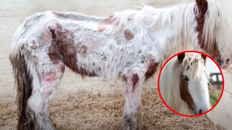 Heartless Owner Abandons This Unfortunate Horse