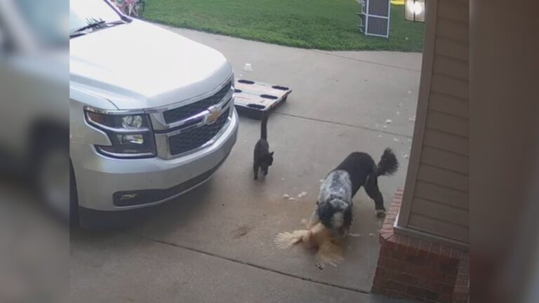 hero cat saves chicken from dog
