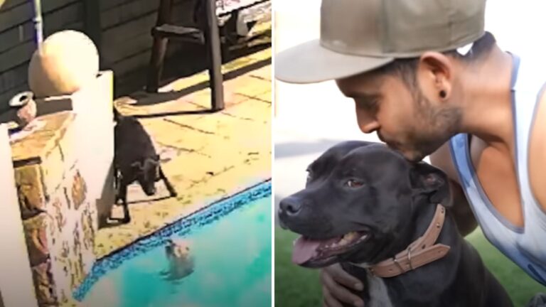 dog saving a dog