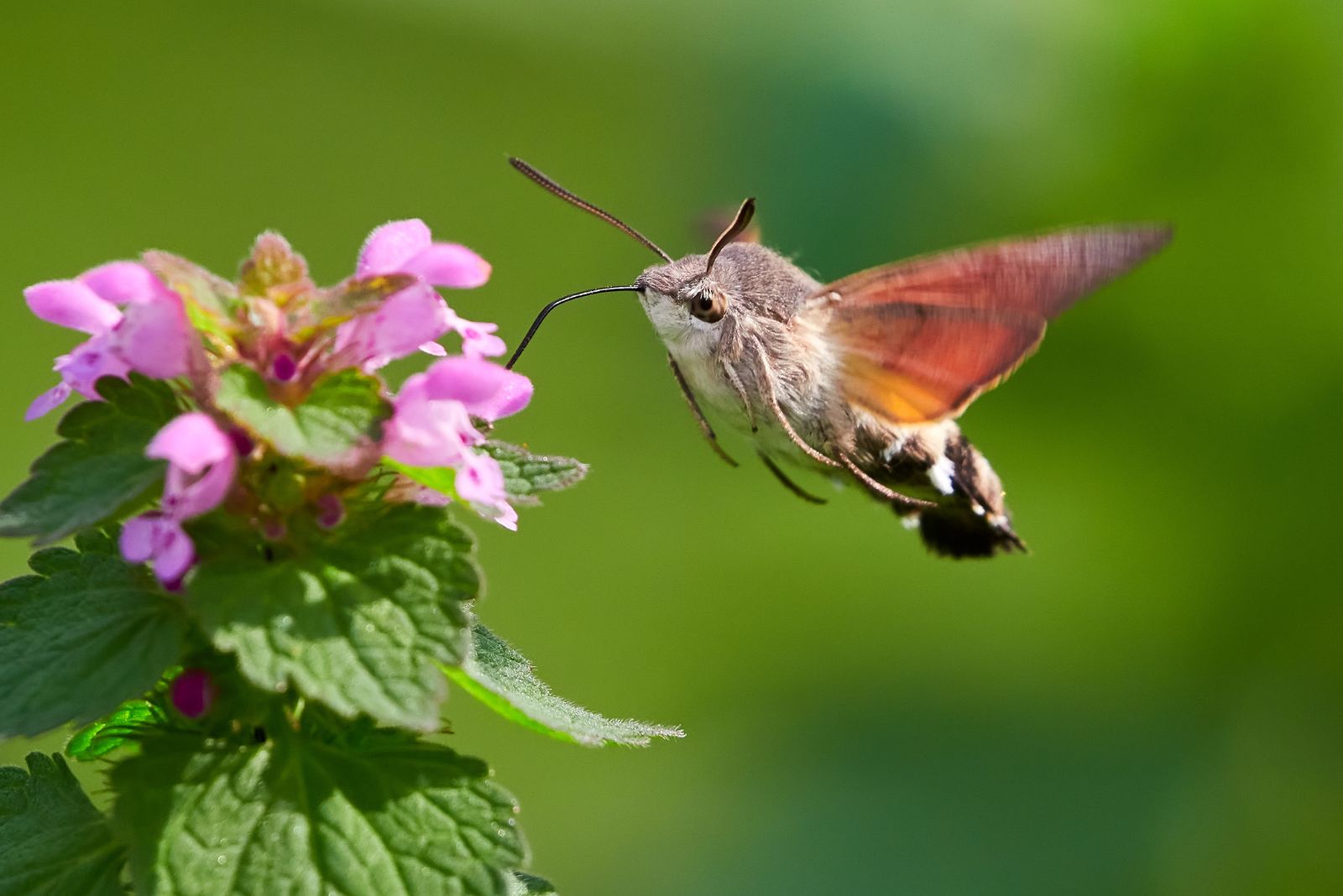 Hummingbird Hawk-Moth