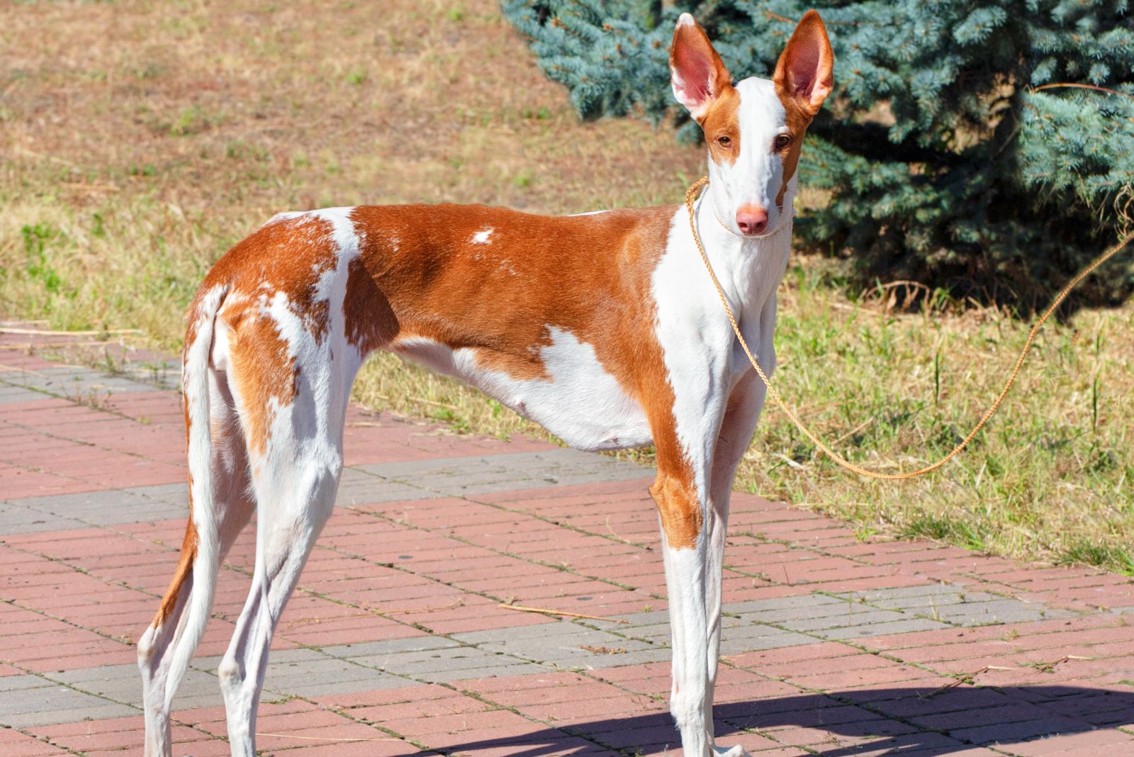 Ibizan Hound