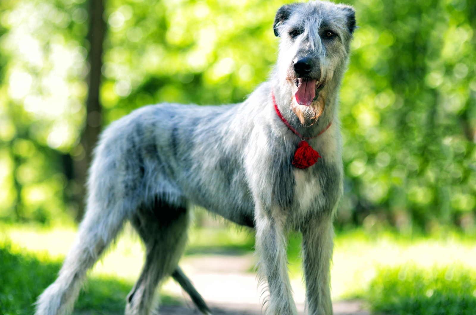 Irish Wolfhound