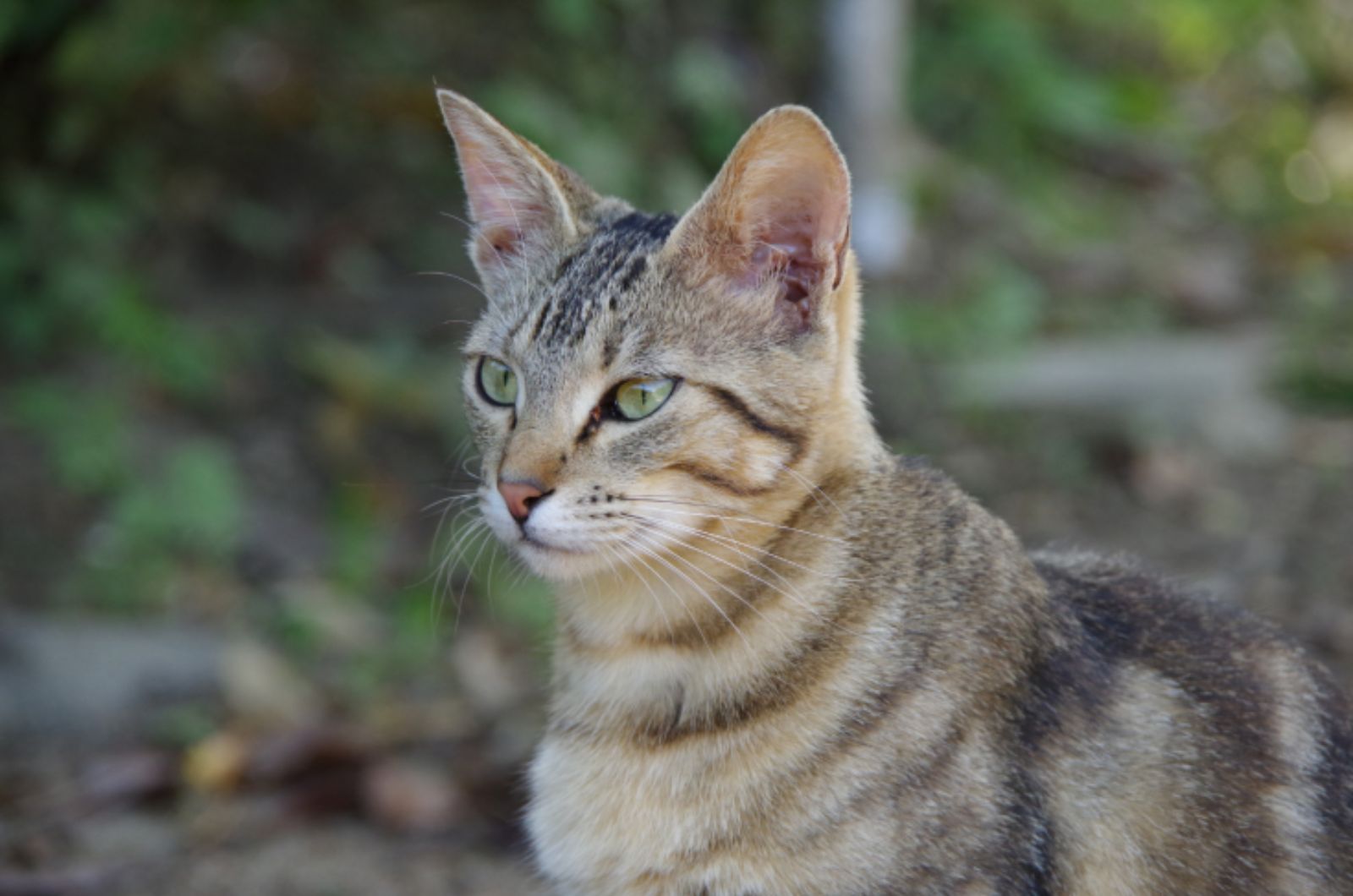 Japanese Bobtail