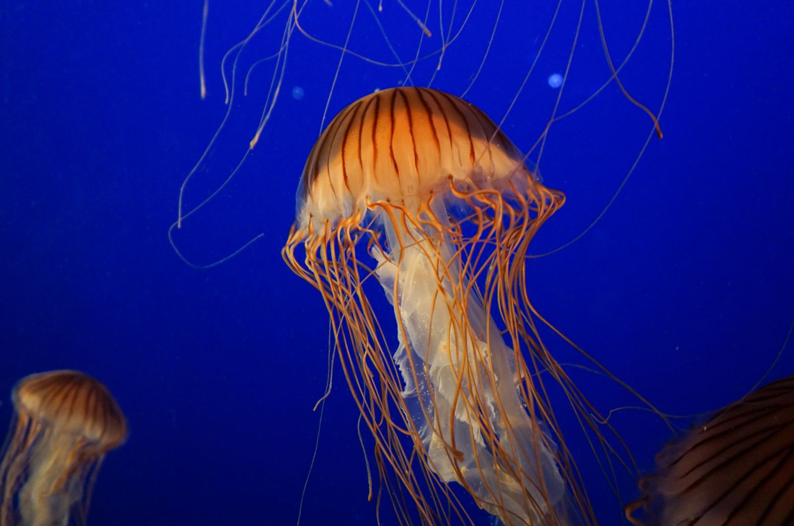 Jellyfish