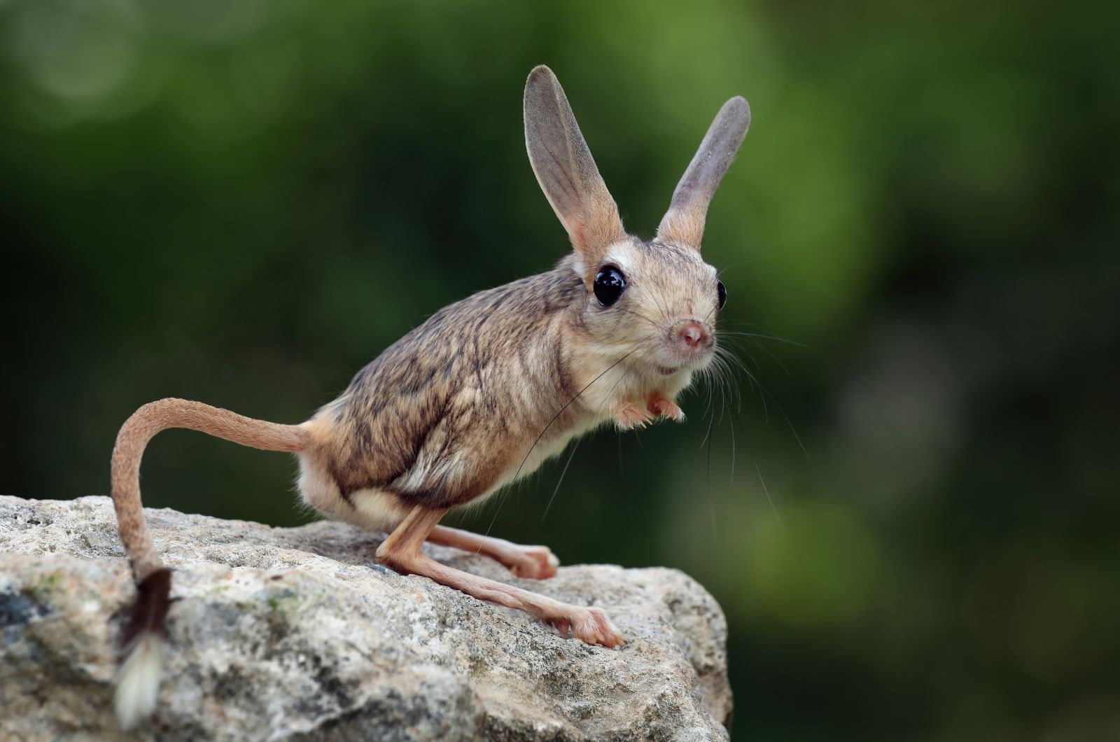 Jerboa