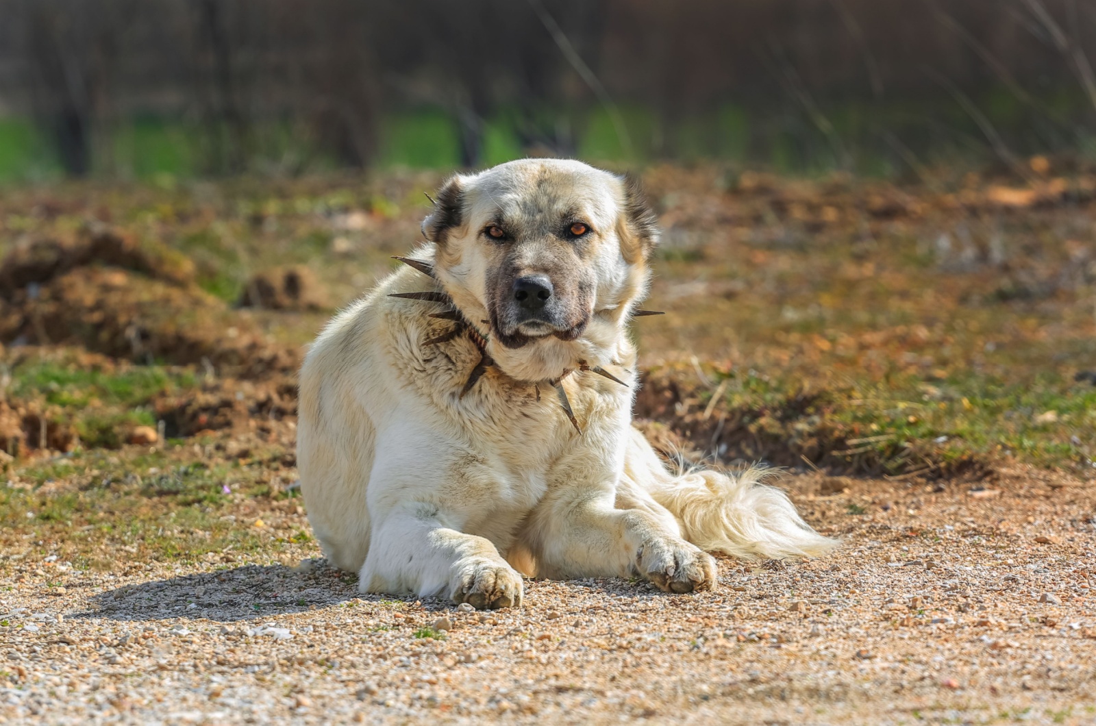 Kangal