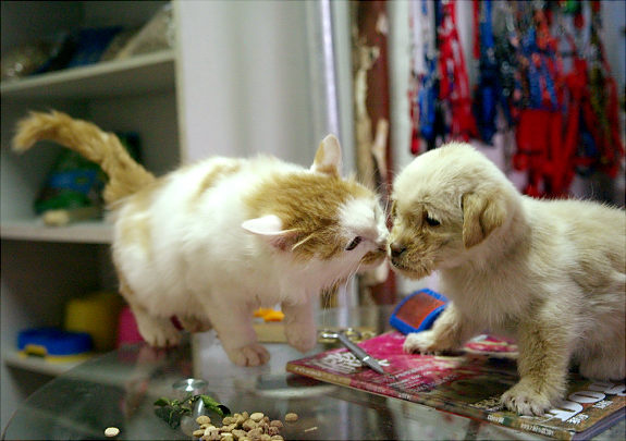 Kitten kissing a puppy