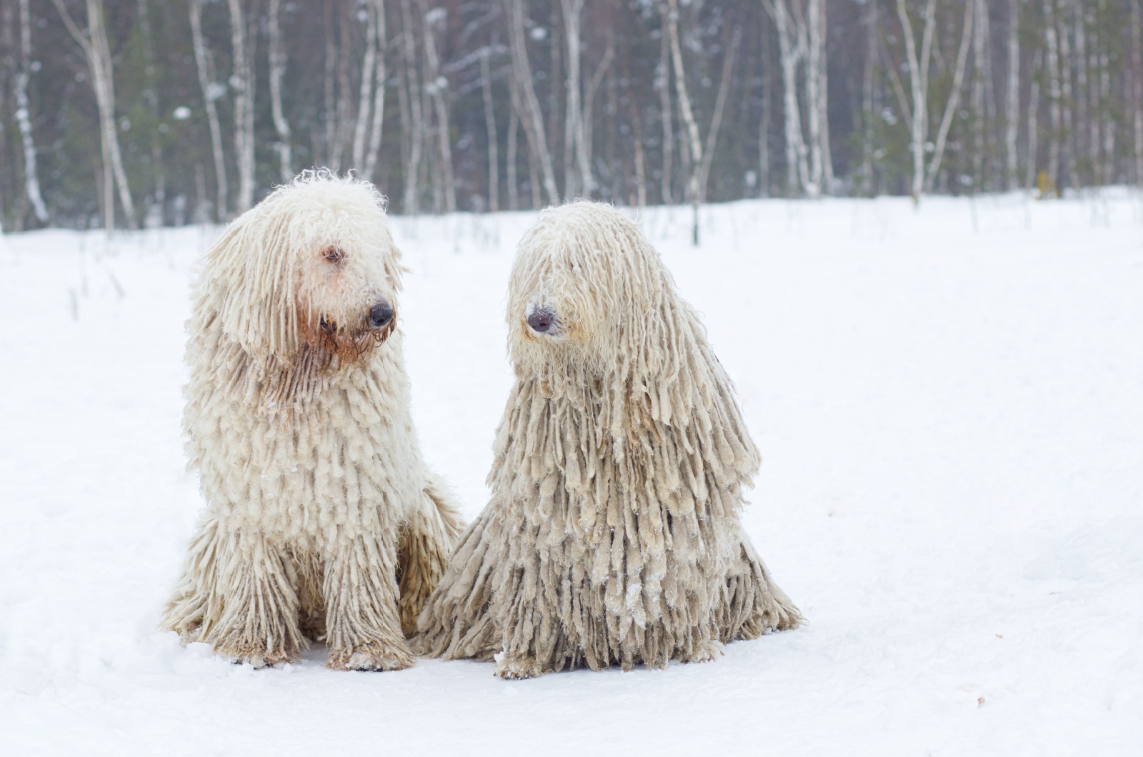 Komondor