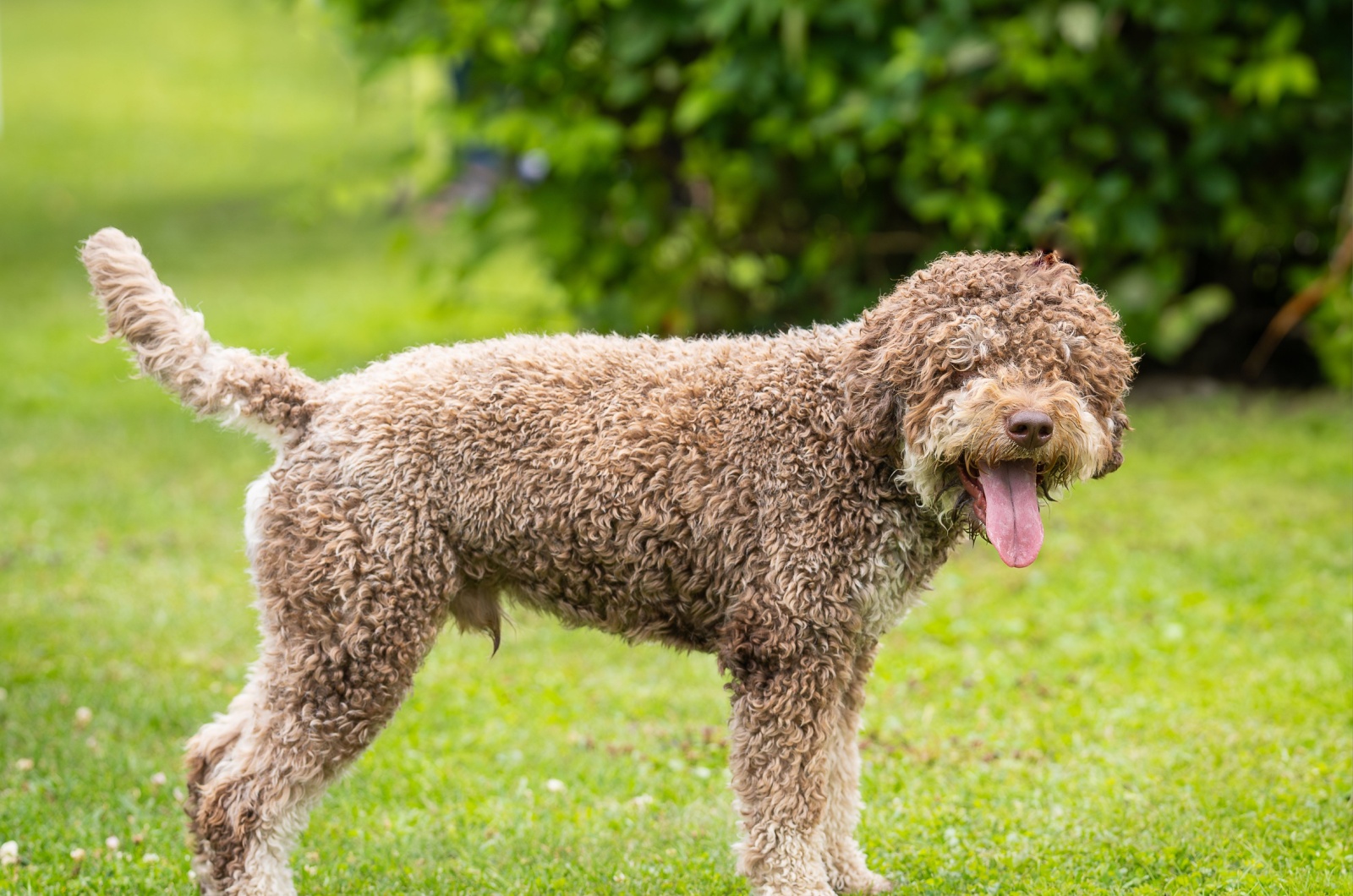 Lagotto Romagnolo