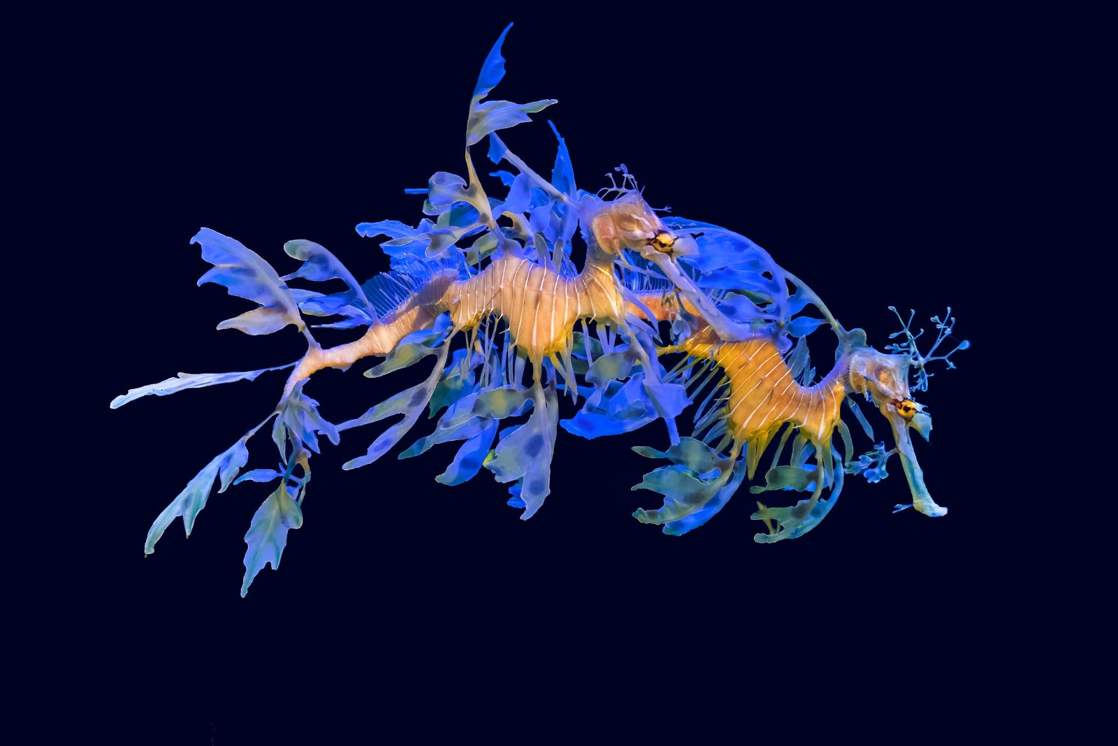 Leafy Seadragon