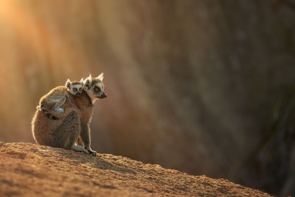 Lemur Aka A Princess