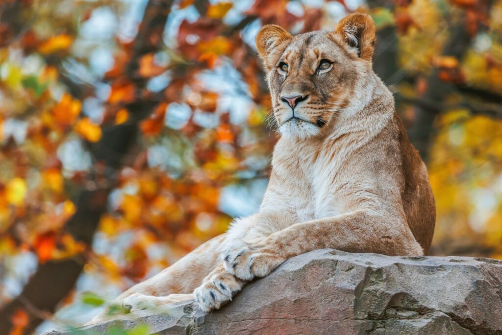 Lioness