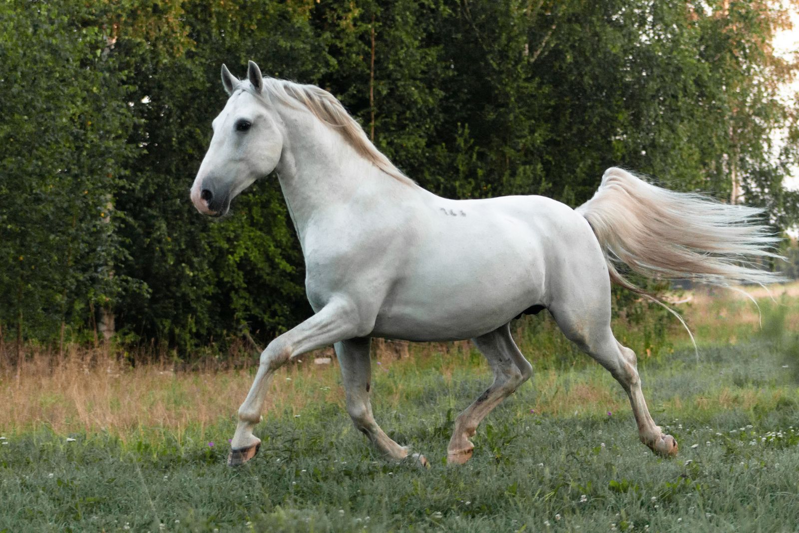 Lipizzaner horse