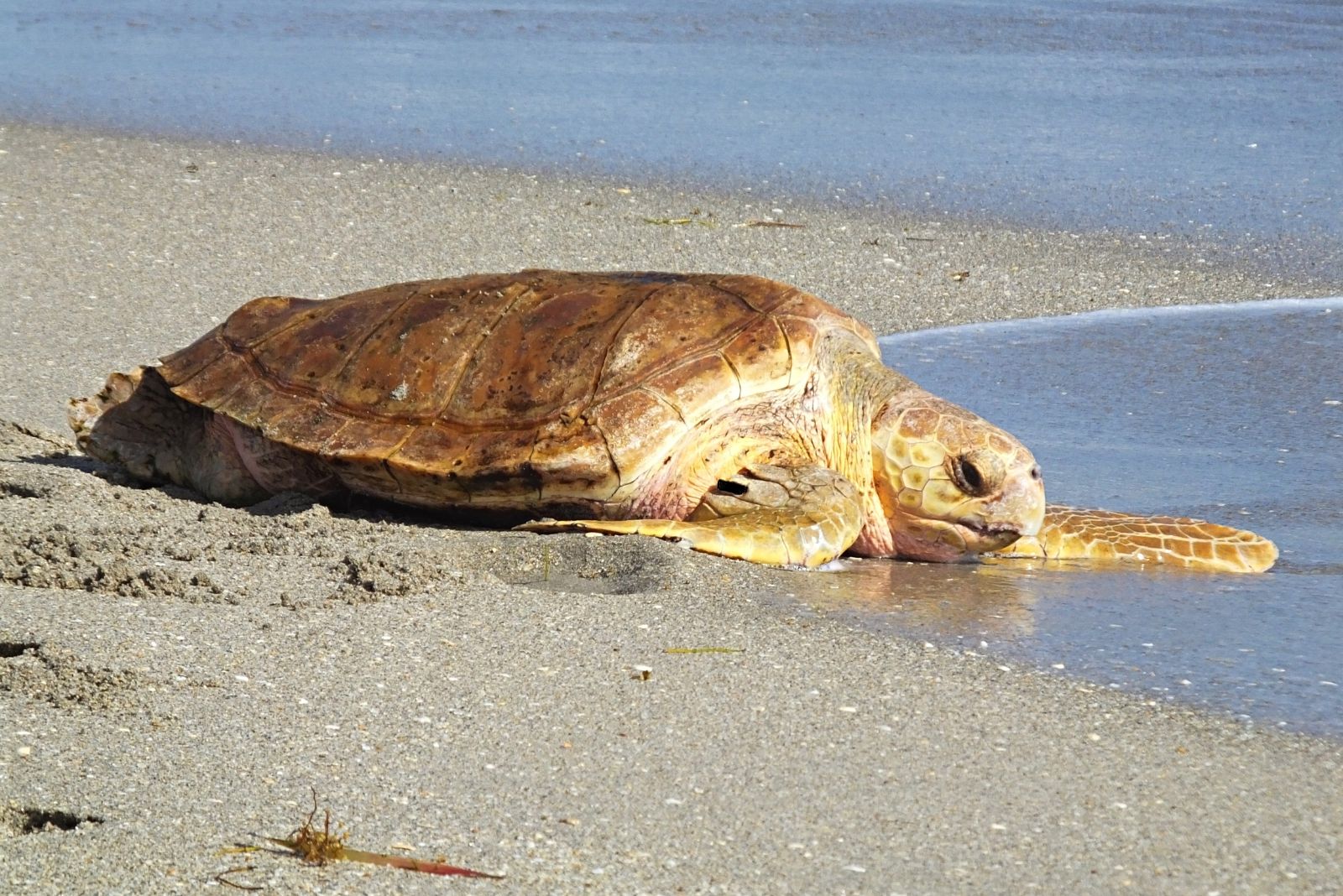 Loggerhead Sea Turtle