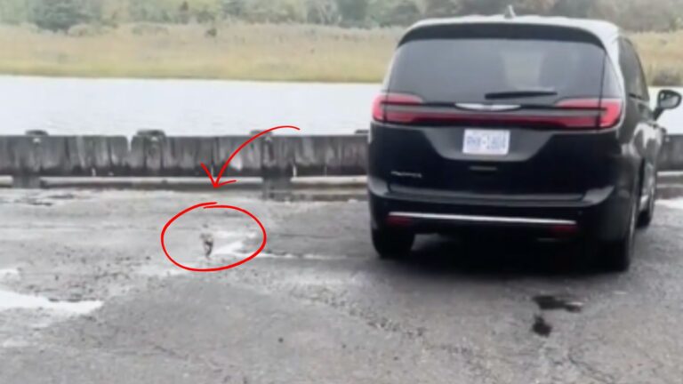 injured bird