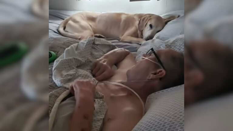 old dog and old man