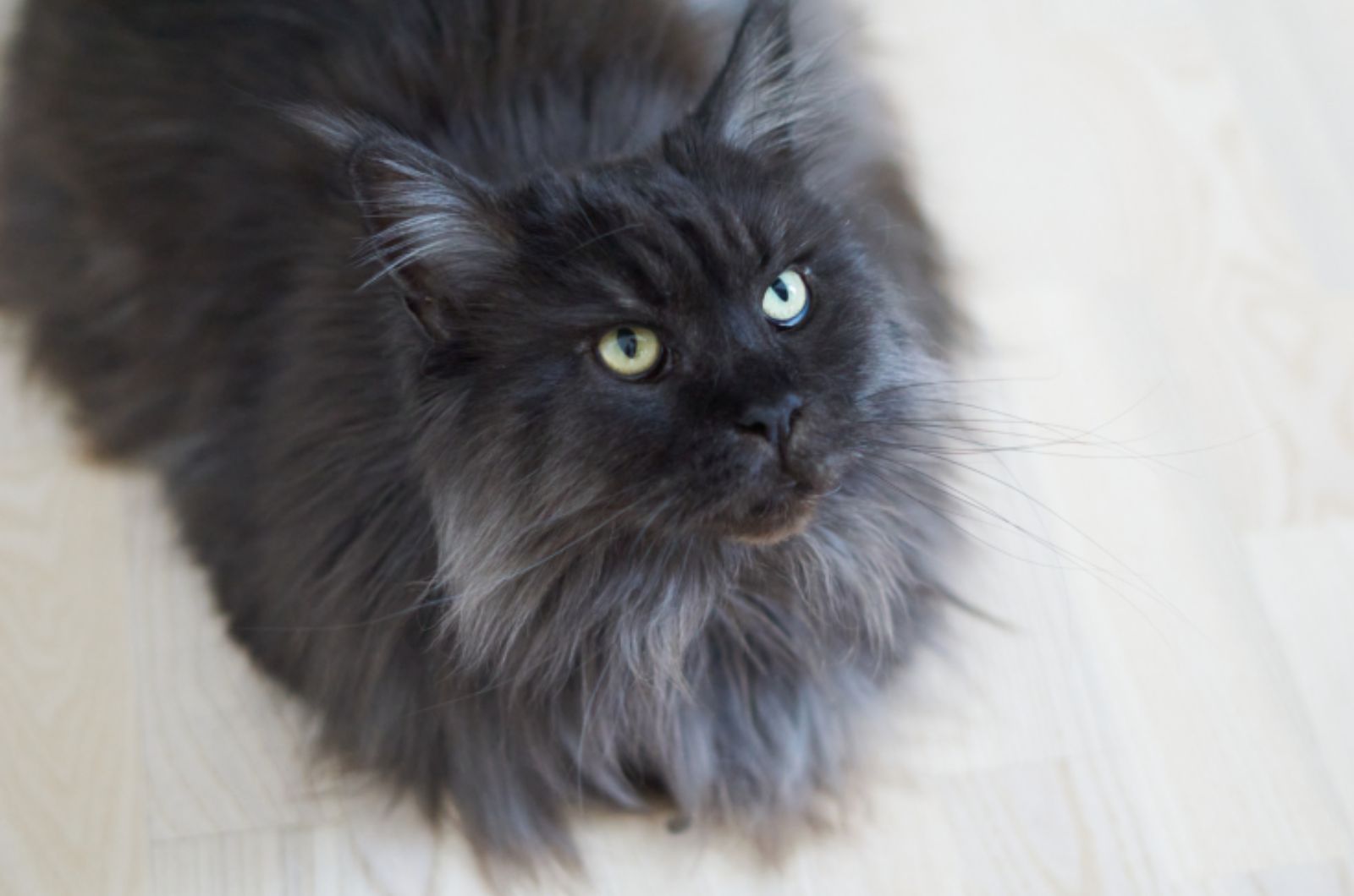 Maine Coon